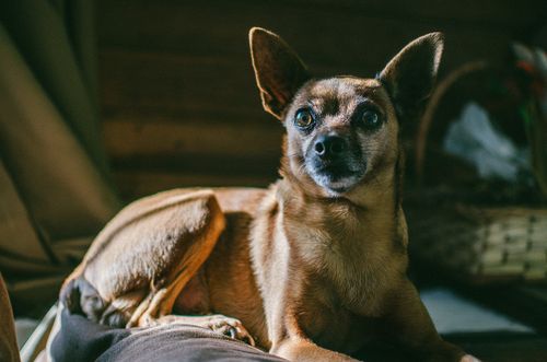 Free A small brown dog gazes intently while resting indoors in a cozy, dimly-lit room. Stock Photo
