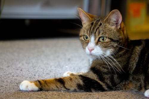 dayanma, Evcil Hayvan, kedi içeren Ücretsiz stok fotoğraf