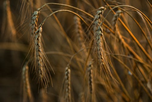 A Close-Up Shot Wheat