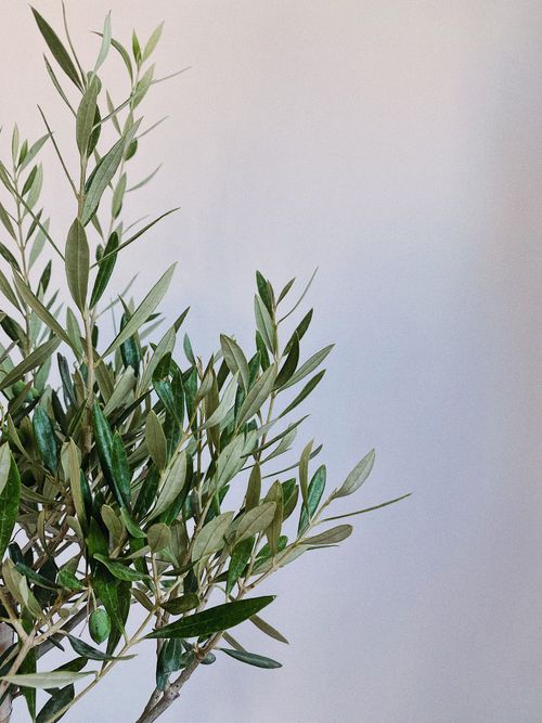 Free Close-up of green olive tree branches against a white wall, showcasing natural beauty. Stock Photo