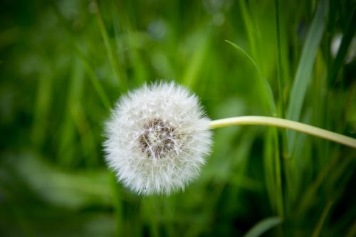 Free Detailed macro shot of a white dandelion puff in a lush green field in Interlaken, Switzerland. Stock Photo