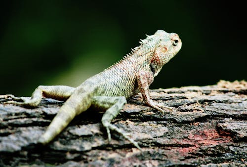 佳能, 動物, 動物園 的 免费素材图片