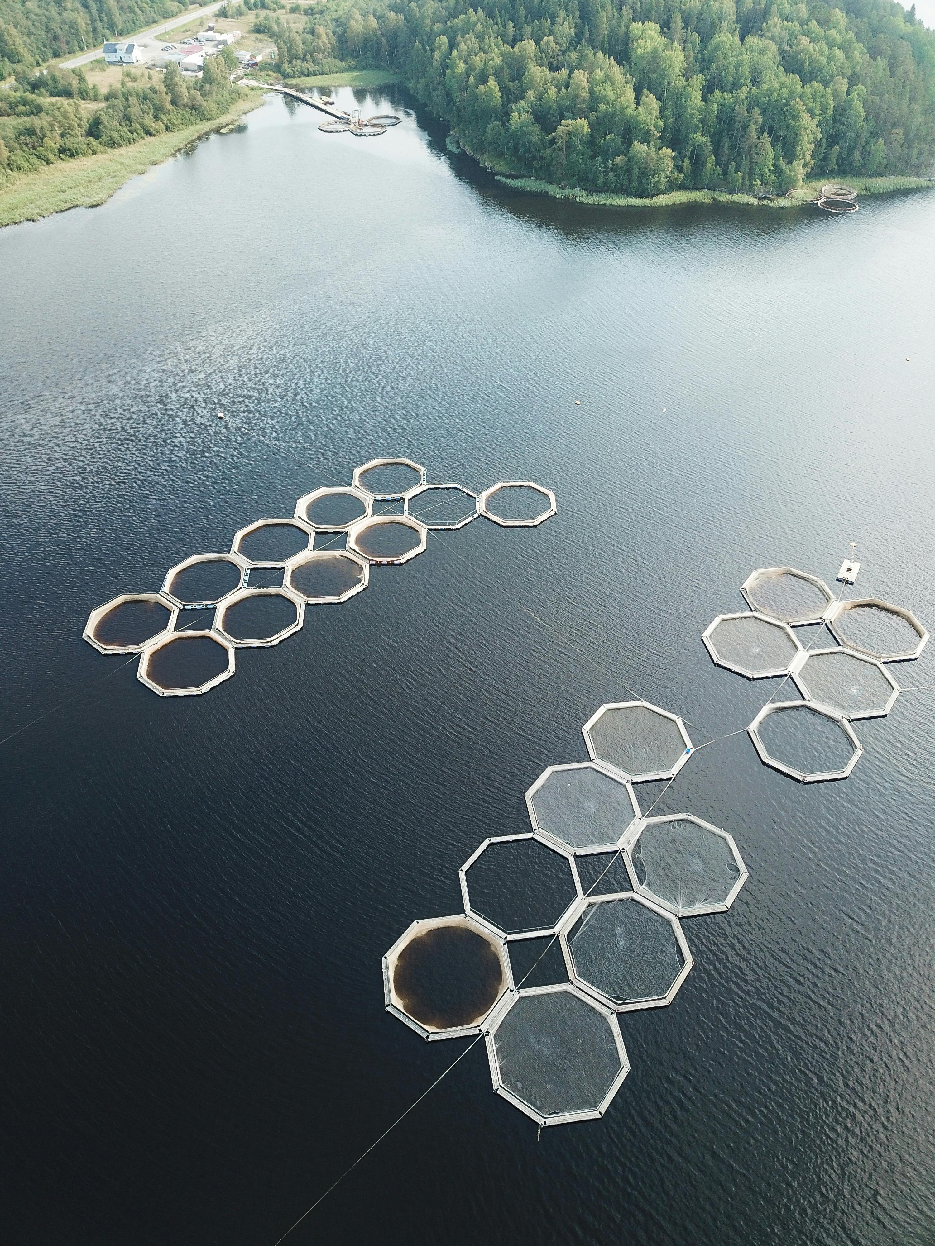 Embracing Sustainability: The Promise of Recirculating Aquaculture Systems  | by Marketing Nutreco | Medium