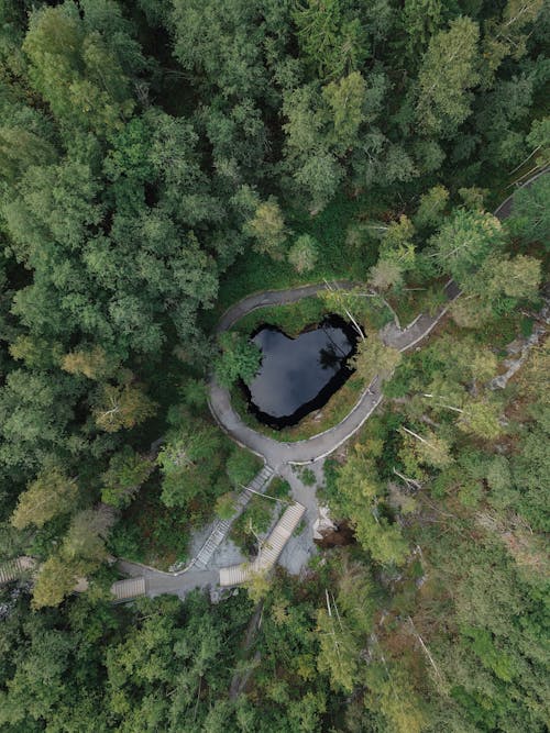 Immagine gratuita di alberi, ambiente, foresta