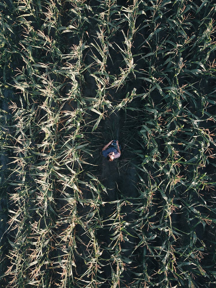 Top View Of A Man Controlling A Drone In A Agricultural Land