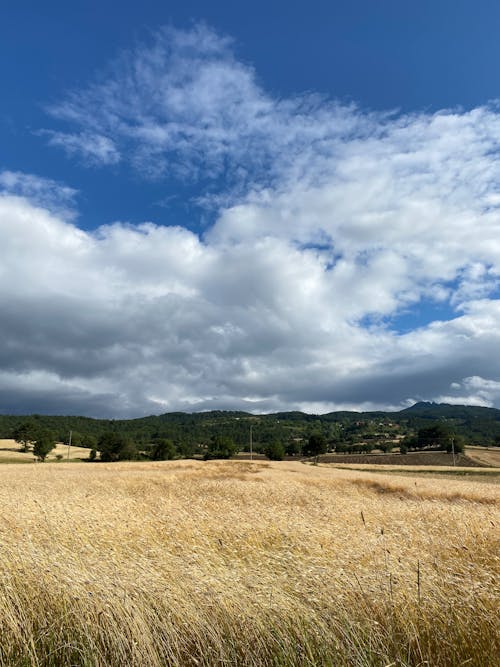 Gratis Immagine gratuita di agricoltura, campo di grano, cielo azzurro Foto a disposizione