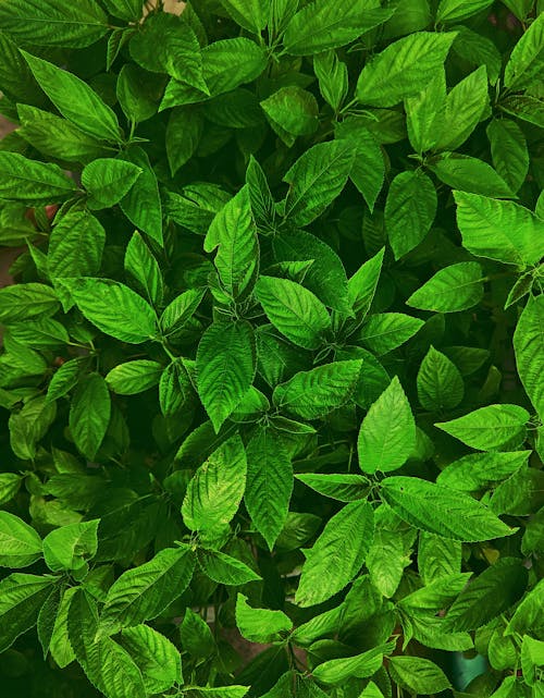 Free stock photo of dark green leaves, dark green plants, green