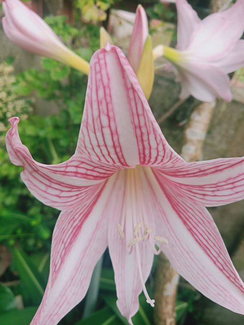 Free stock photo of aesthetic, aesthetic background, beautiful flower Stock Photo