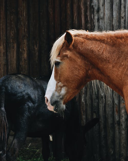 Free Brown and White Horse Standing Beside Black Horse Stock Photo