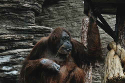 Close-Up Shot of an Orangutan