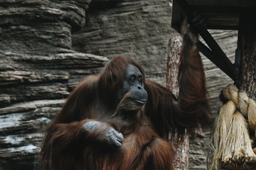 Foto profissional grátis de animais selvagens, animal, desajeitado