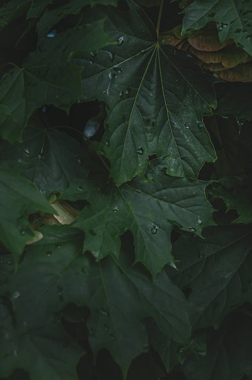 Bezpłatne Darmowe zdjęcie z galerii z klon, liście, mokry Zdjęcie z galerii