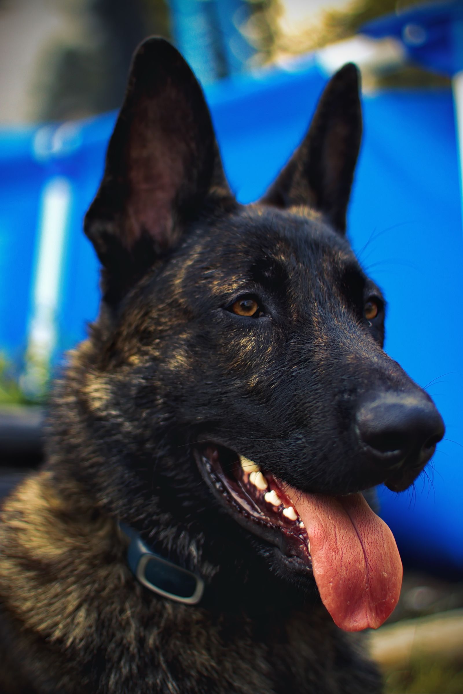 Dutch Shepherd outdoors with tongue out, photo on Pexels