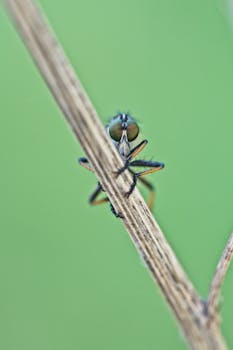 Macro shot of a fly resting on a plant stem with a blurred green background.