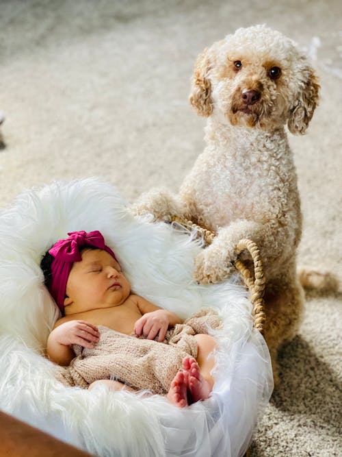 A Dog beside a Newborn Baby
