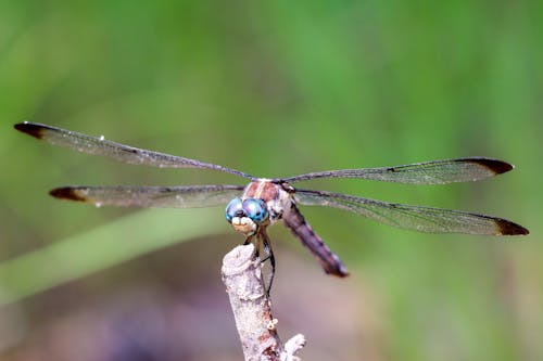 Free stock photo of beautiful nature, dragonfly, insect