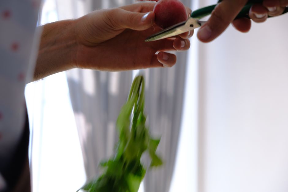 sharp scissors cutting pea shoots at the base - microgreens storage after harvest sharp scissors cutting pea shoots at the base - microgreens storage after harvest