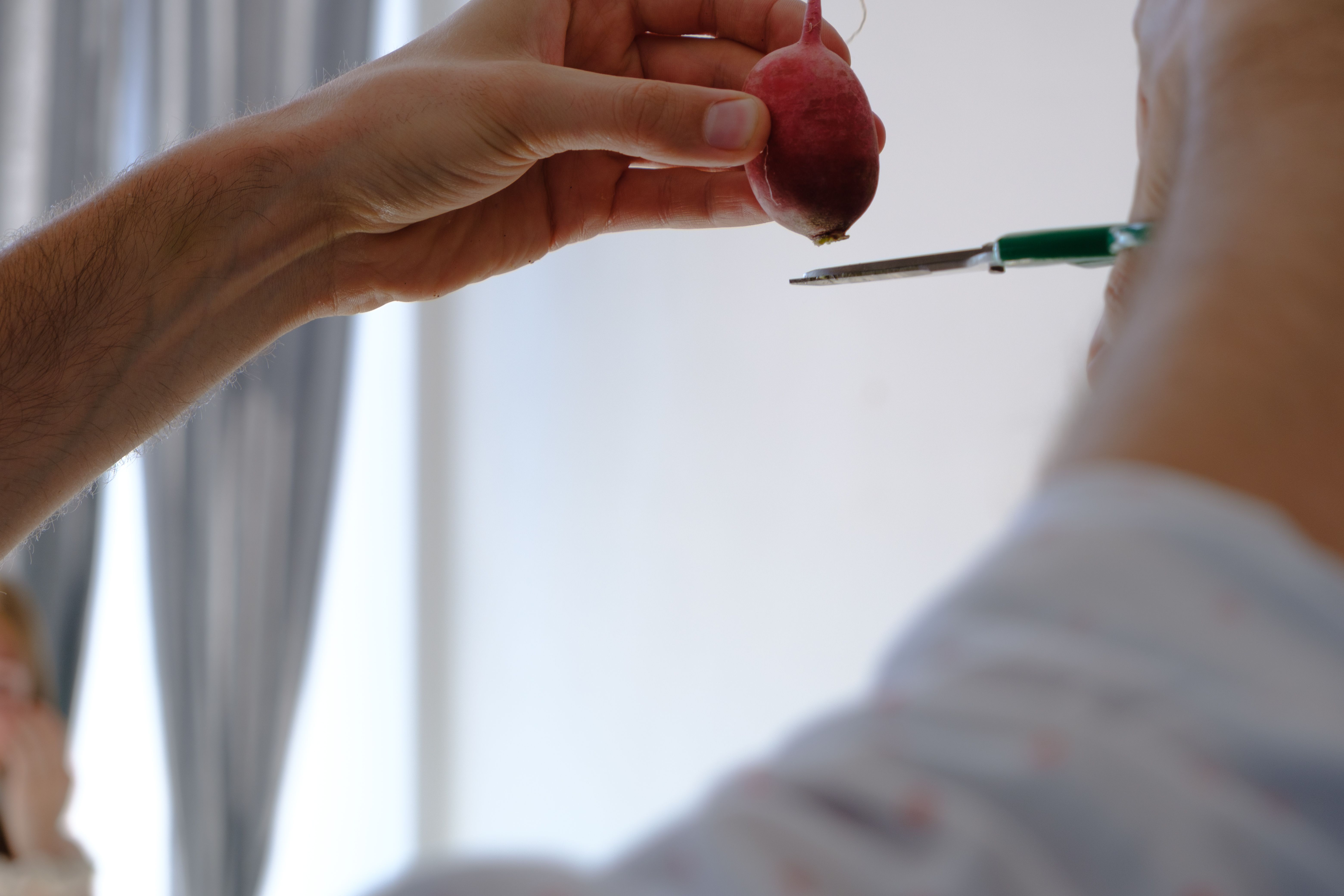 Hands holding and preparing to cut a radish with scissors, indoors in natural light.