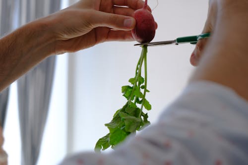 Free Person Holding a Garden Radish and a Scissor Stock Photo
