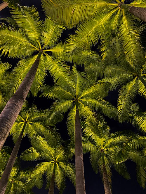 Бесплатное стоковое фото с вертикальный выстрел, вечер, кокосовые пальмы