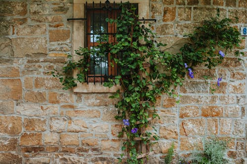 Kostenloses Stock Foto zu backsteinmauer, blühen, blumen