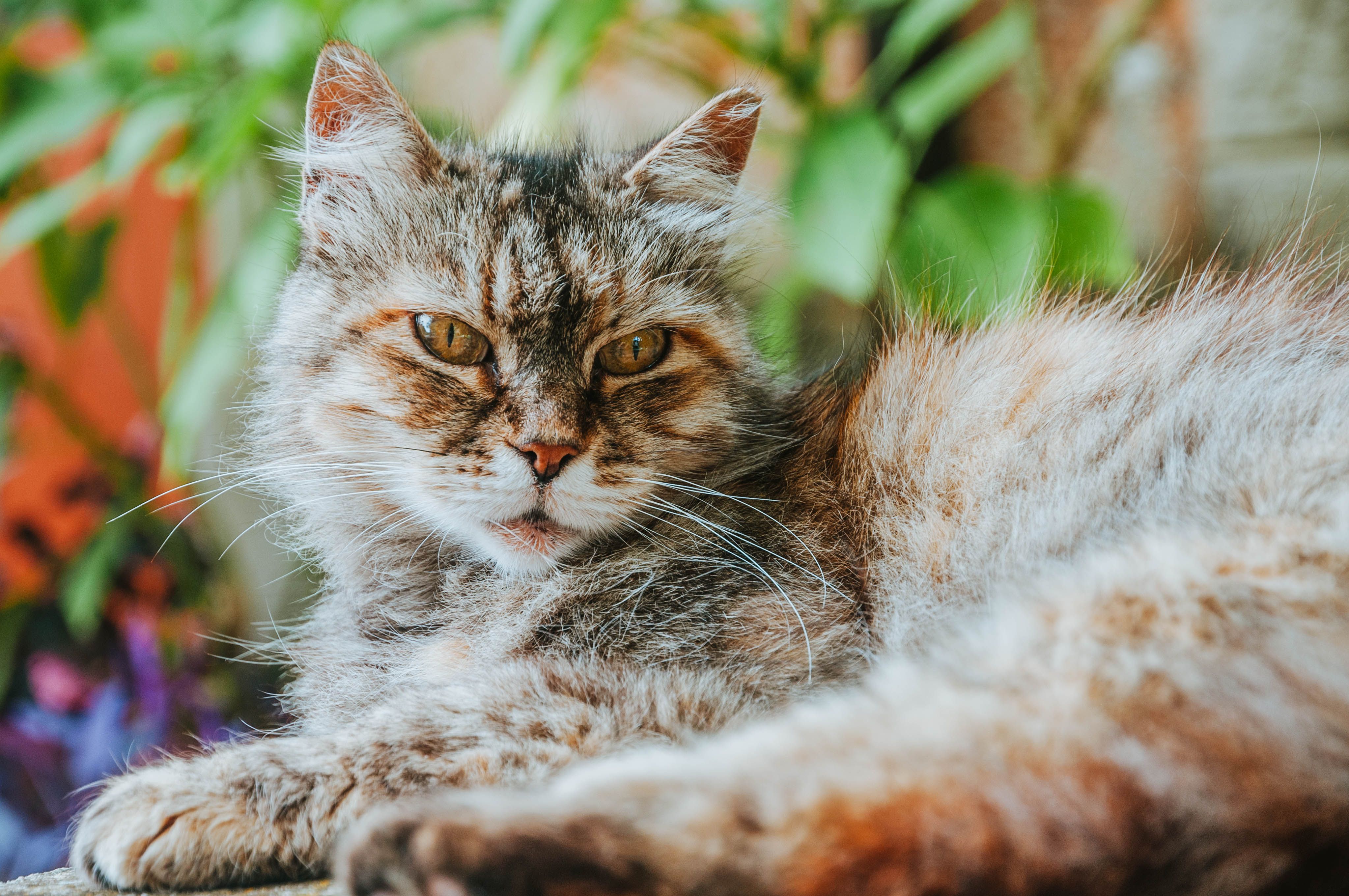 A fluffy cat relaxing outdoors, showcasing its whiskers and intense gaze.