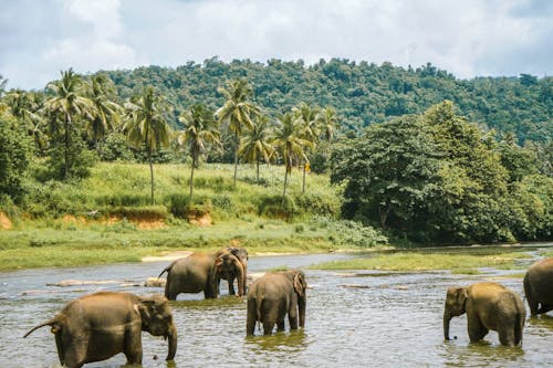 Immagine gratuita di acqua, animali, elefanti