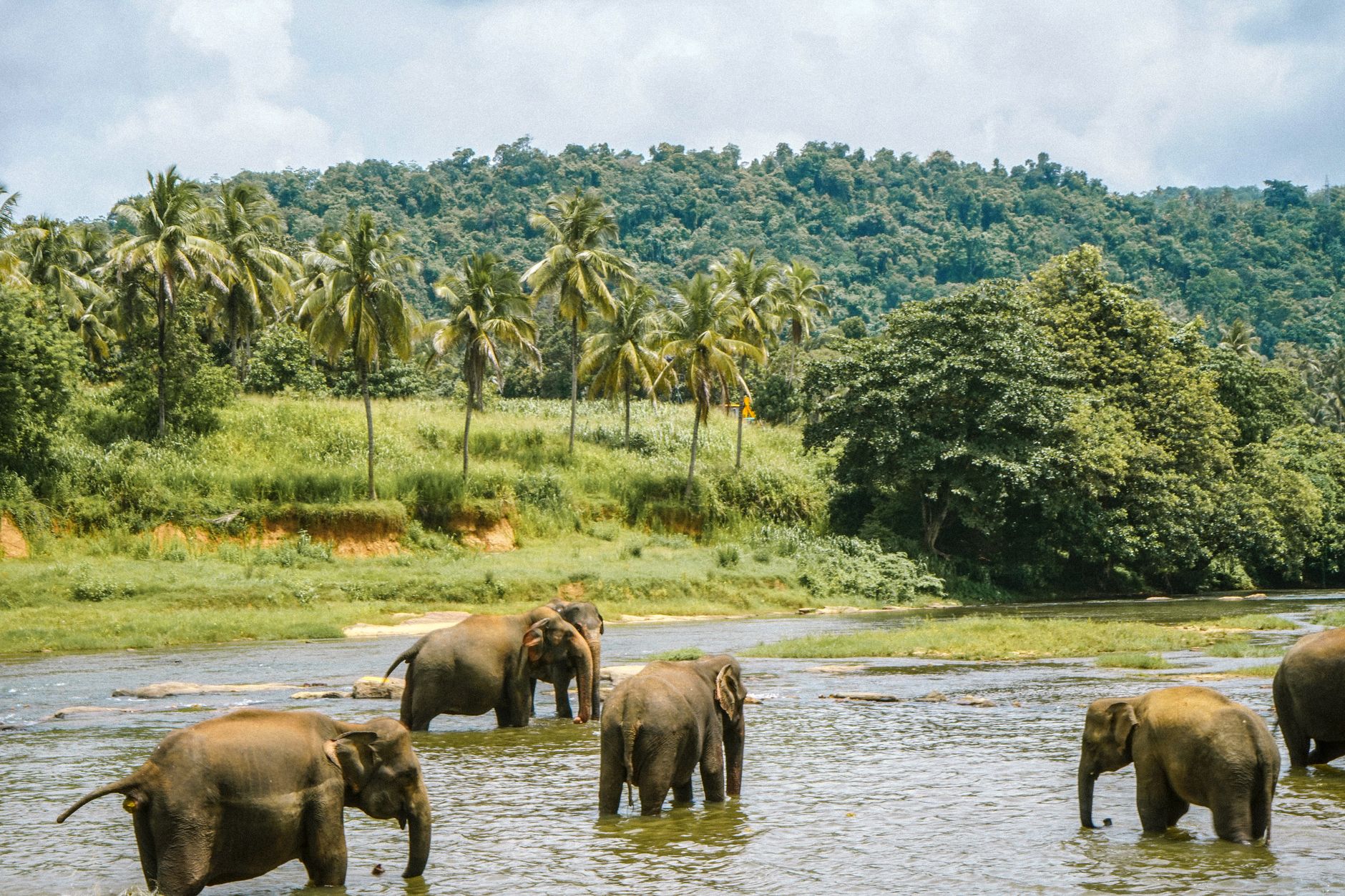 Pinnawala with Family: What Works and What to Skip