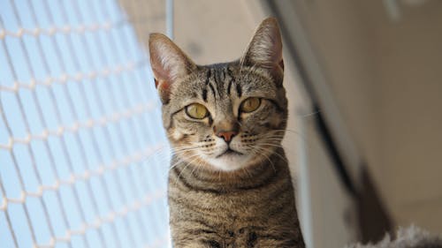 Cute Tabby Cat Looking at Camera