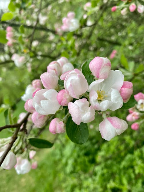 Free stock photo of apple blossom, apple tree, beauty of nature