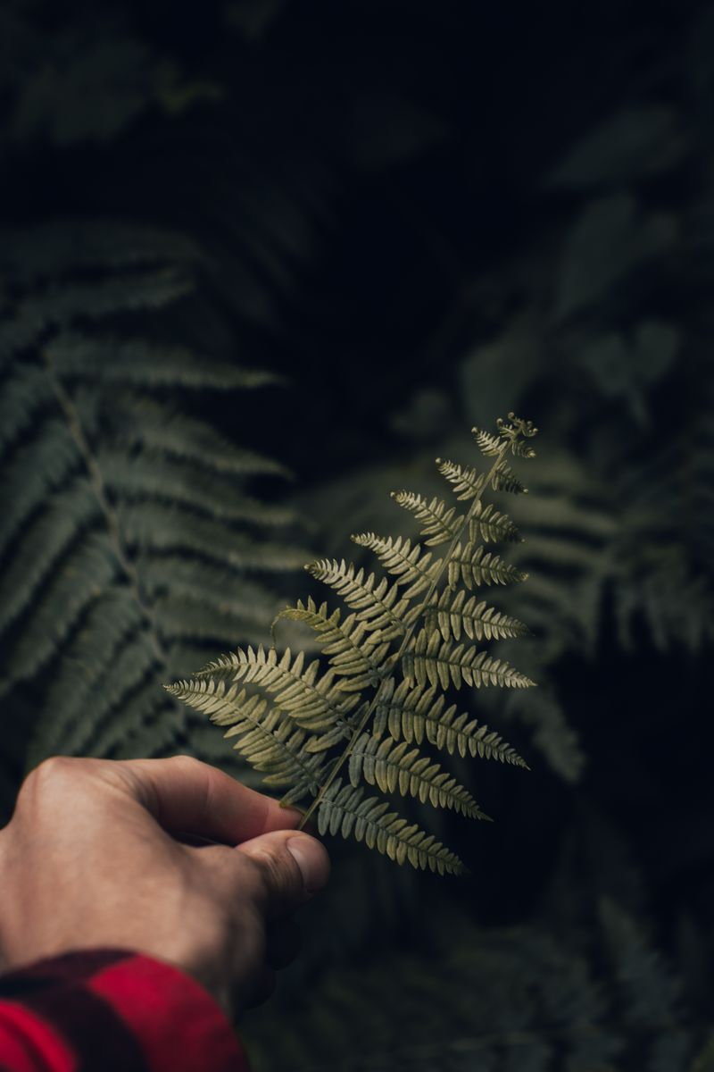 A hand holding a fern frond in dark forest undergrowth — photo by ICXOD on Pexels