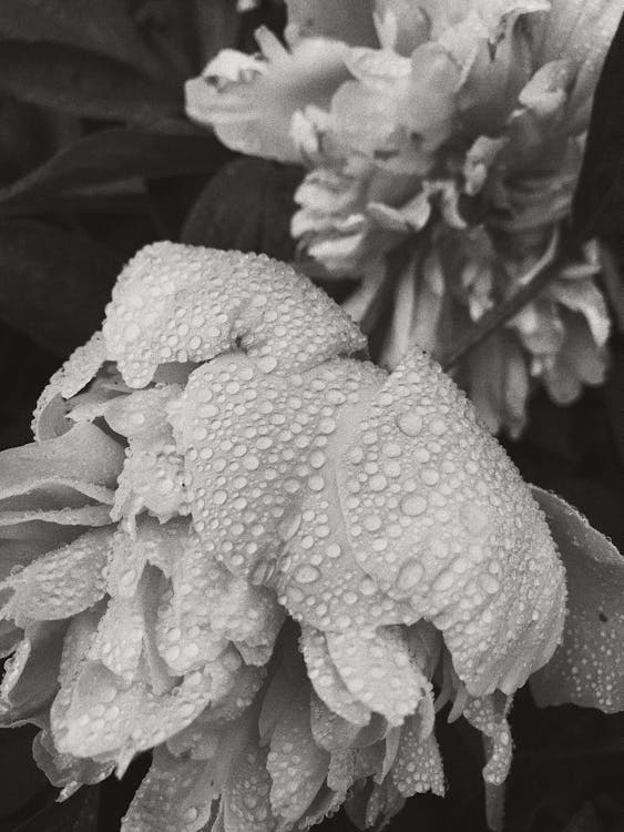 Grayscale Photo of Water Droplets on Flowers 