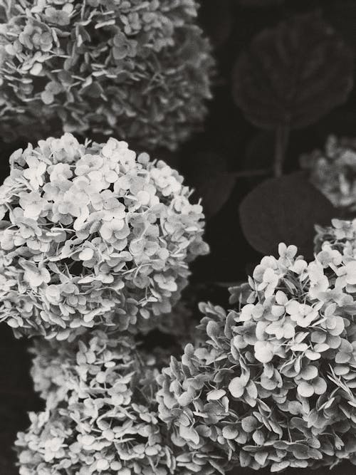 Gratis arkivbilde med blomster, gråskala, hortensia