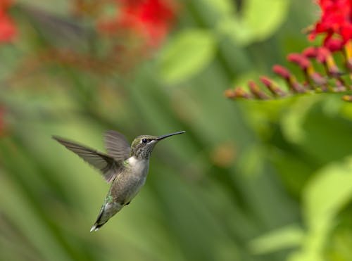 Základová fotografie zdarma na téma detail, divočina, kolibřík