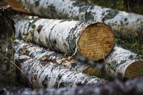 Gratuit Photos gratuites de pile de bois, souche d'arbre Photos