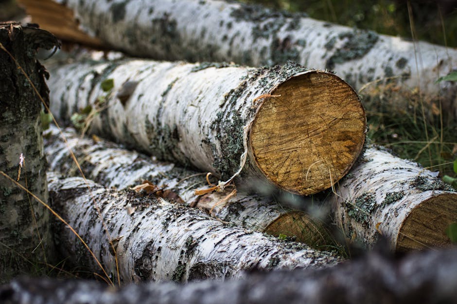 Birch Firewood - Buy Birch Firewood online