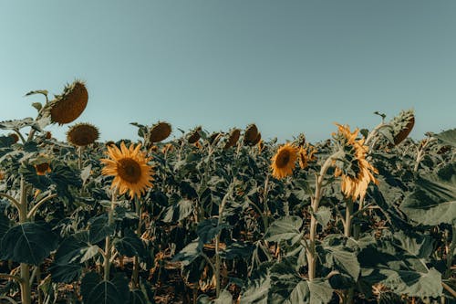 Imagine de stoc gratuită din agricultură, floarea-soarelui, lan de floarea-soarelui