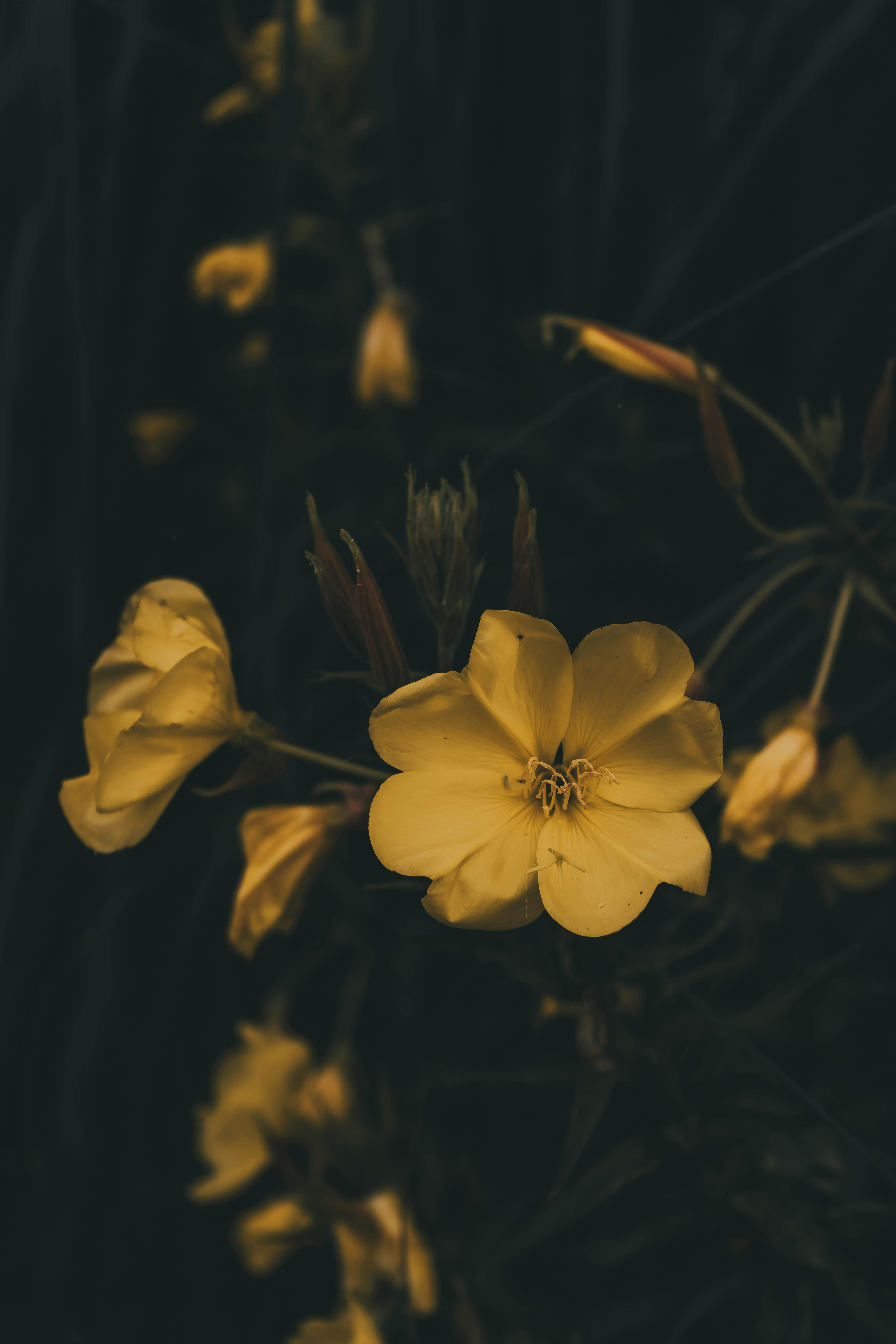 Moody Flower Photos, Download The BEST Free Moody Flower Stock Photos ...