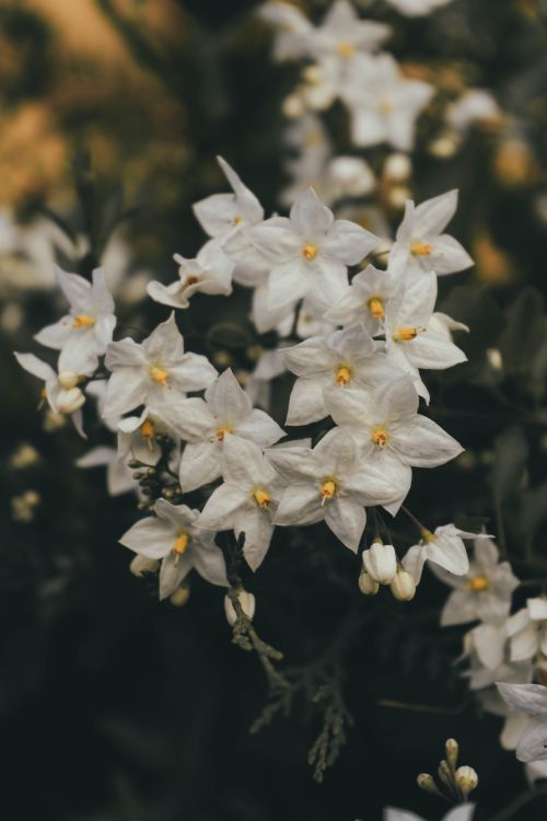 Free Close-up of delicate white jasmine flowers with yellow centers elegantly blossoming. Stock Photo