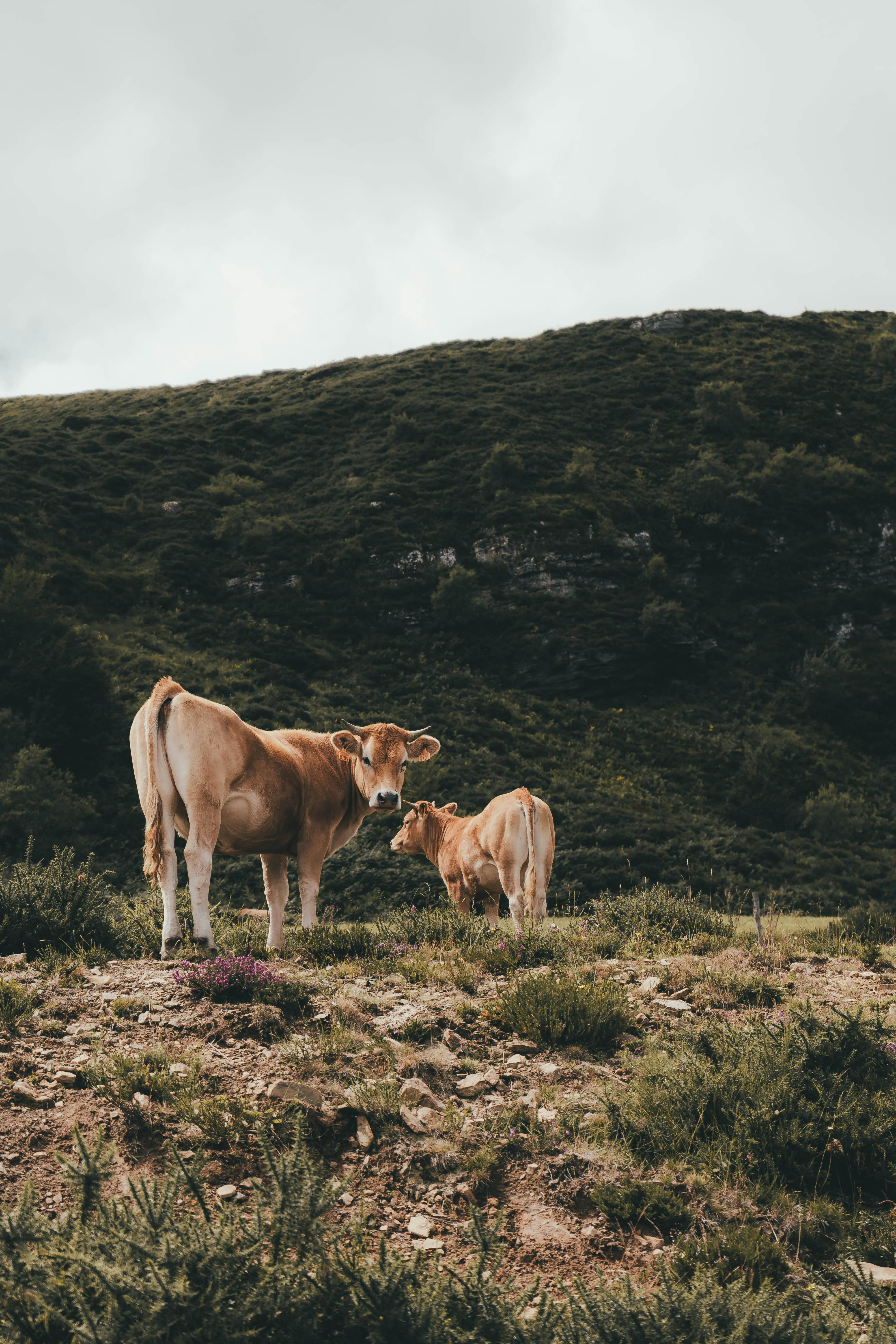 Two cows grazing peacefully on lush countryside terrain with scenic hill backdrop.
