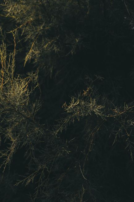 Close-up of lush green foliage with intricate patterns illuminated by natural light.