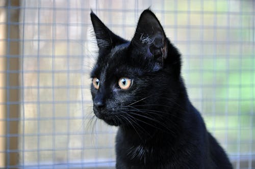 A Close-Up Shot of a Black Cat 