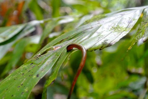 Free stock photo of jungle, leech Stock Photo