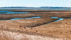 Salt Marsh with Stream