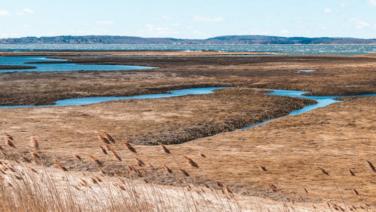  Salt Marsh With Stream