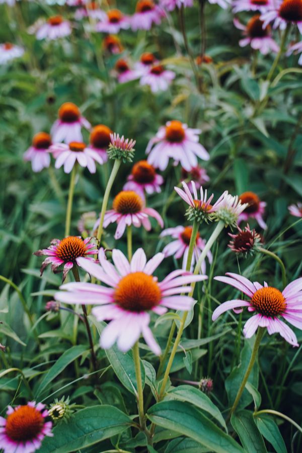 Echinacea
