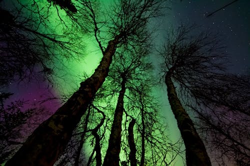 Imagine de stoc gratuită din arbori, aurora, aurora boreală