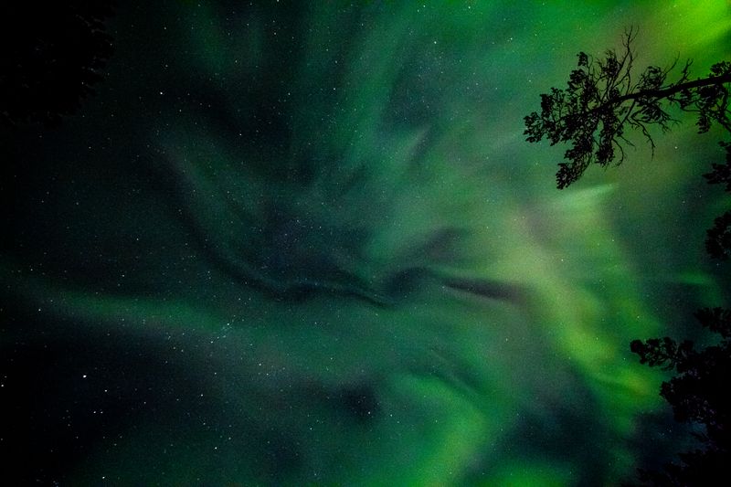 Aurora boreală verde strălucitoare pe cerul nopții cu siluete de copaci