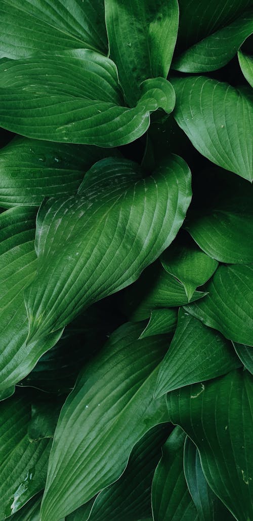 Green Leaves in Close Up Photography