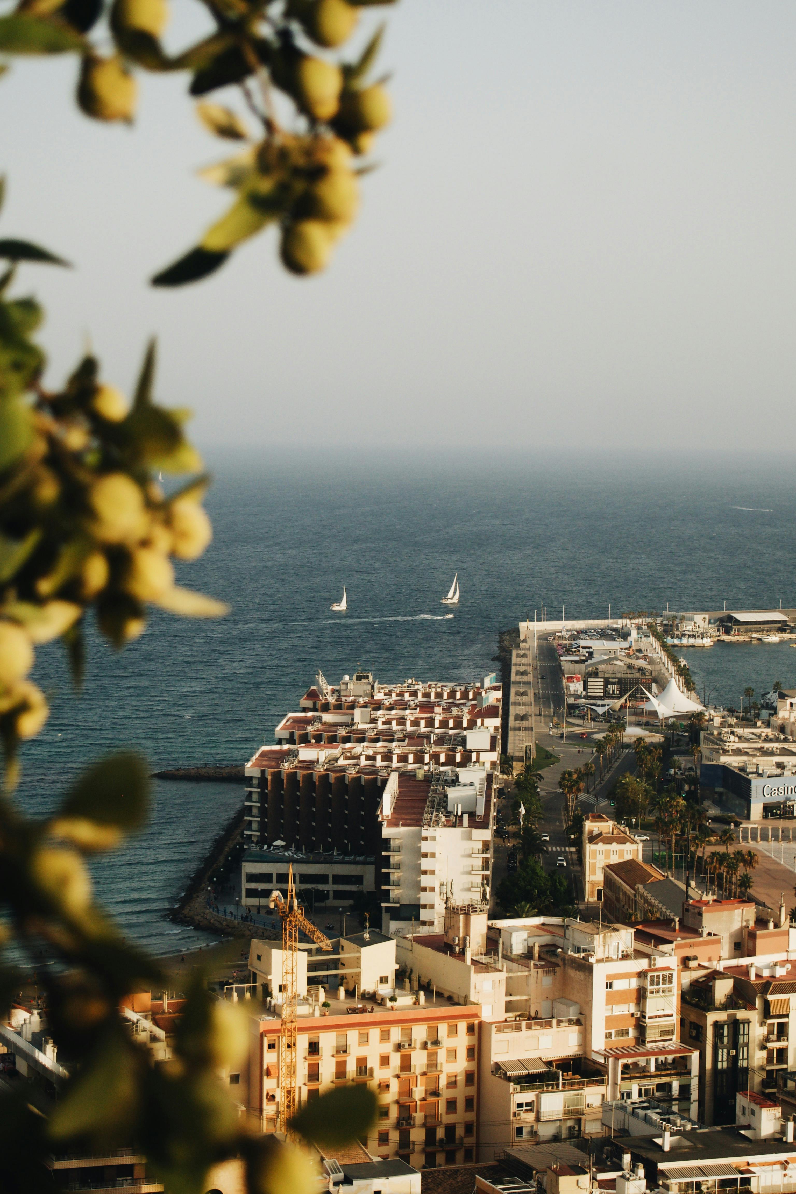 Beautiful high-angle view of boats in a harbor with a cityscape by the sea at sunset, bordered by olive branches.
